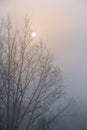 Crows sit on the branches of a tree without leaves. Silhouette against the sky. Royalty Free Stock Photo