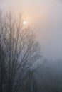 Crows sit on the branches of a tree without leaves. Silhouette against the sky. Royalty Free Stock Photo