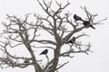 Crows sit on a dry tree. Simple white background Royalty Free Stock Photo