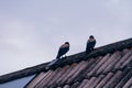 Crows sit on the roof of the house in cloudy weather Royalty Free Stock Photo