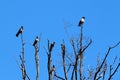 Crows sit on the tree and talk. Royalty Free Stock Photo