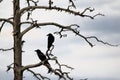 Crows sitting on a branch of a dry tree at summer Royalty Free Stock Photo