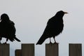 Silhouette of a crows sitting on a fence Royalty Free Stock Photo