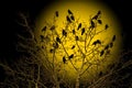 Crows are sitting on a tree at the beginning of the ragnarok Royalty Free Stock Photo