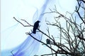 Silhouette of crows in a tree