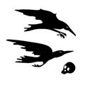 Crows and skull. Diving, flying crows. Halloween element
