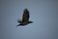 Crows in sky. Black raven flies through air. Wild bird. Flight details
