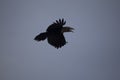 Crows in sky. Black raven flies through air. Wild bird. Flight details