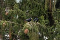 Crows standing in a pine branch during winter. Ravens on a tree.