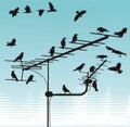 Crows on television aerials