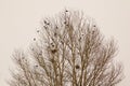 Crows and their nests on a bare tree during snowfall. rooks gathering ; rook Royalty Free Stock Photo