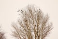 Crows and their nests on a bare tree during snowfall. rooks gathering ; rook Royalty Free Stock Photo