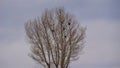 Crows and their nests on a bare tree in winter in Erzurum, turkey Royalty Free Stock Photo