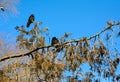 Crows on a thuja tree branch Royalty Free Stock Photo