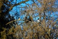 Crows on a thuja tree branch Royalty Free Stock Photo