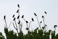 Crows in tree