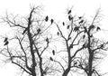 Crows on a old tree on a cloudy morning, white background