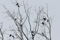 Crows on tree top branch