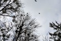 Crows in trees, darkness, halloween, birds. Crows nest Royalty Free Stock Photo