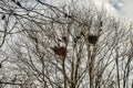 Crows in trees, darkness, halloween, birds. Crows nest Royalty Free Stock Photo