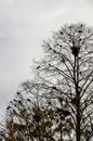 Crows in trees, darkness, halloween, birds. Crows nest Royalty Free Stock Photo