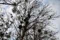 Crows in trees, darkness, halloween, birds. Crows nest Royalty Free Stock Photo