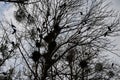 Crows in trees, darkness, halloween, birds. Crows nest Royalty Free Stock Photo