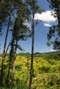 Croydon Plantation is a working plantation nestled in the foothills of the Catadupa mountains near Montego Bay, Jamaica Royalty Free Stock Photo