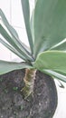 Agave attenuata root in the vase