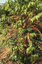 Coffee plantation field Fernao Dias highway BR-381 Minas Gerais Brazil