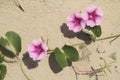 Ipomoea pes-caprae Sweet, Beach Morning Glory, Ipomoea Pes-caprae, Calystegia soldanella