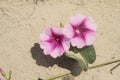 Ipomoea pes-caprae Sweet, Beach Morning Glory, Ipomoea Pes-caprae, Calystegia soldanella