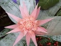 Pink Aechmea fasciata, bromelia flower bunch