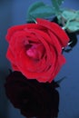 Red rose detail in black background overview Royalty Free Stock Photo