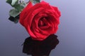 Red rose detail in black background overview, Royalty Free Stock Photo