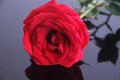 Red rose detail in black background overview, Royalty Free Stock Photo