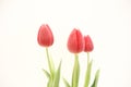 Three red tulips flower in white background Royalty Free Stock Photo