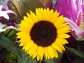 Yellow sunflower  bunch bouquet over white copyspace, Royalty Free Stock Photo