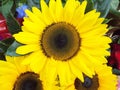 Yellow sunflower  bunch bouquet over white copyspace Royalty Free Stock Photo