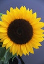 Yellow sunflower  bunch bouquet over white copyspace Royalty Free Stock Photo