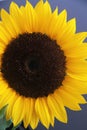 Yellow sunflower  bunch bouquet over white copyspace Royalty Free Stock Photo