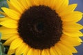 Yellow sunflower bunch bouquet over white copyspace Royalty Free Stock Photo