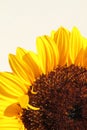 Yellow sunflower  bunch bouquet over white copyspace Royalty Free Stock Photo