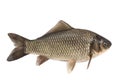 Crucian