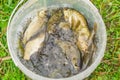 Crucian in bucket on grass Royalty Free Stock Photo