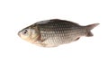 Crucian carp