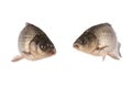 Crucian carp Royalty Free Stock Photo