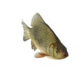 Crucian carp