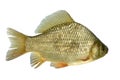 Crucian carp