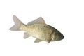 Crucian carp